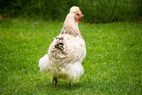 Ameraucana Chicken: Pictures, Facts, Lifespan, Behavior & Care .